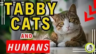 Top 5 Reasons Why Tabby Cats Make Purrfect Companions / Cat Behavior / Cat World Academy