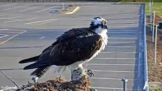 Iris Returns To Missoula, Montana | Hellgate Osprey Cam – April 7, 2021