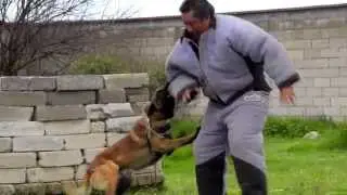 ADIESTRAMIENTO CANINO - UNIVERSIDAD CANINA