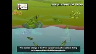 Life Cycle Of A Frog | Frog Metamorphosis | Elementry Science | Elearnin