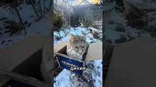 Дикие кошки и коробки 
