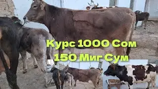 Ош Учкун мол бозори Сигирлар нархлари 23 Февраль 1 чи видео