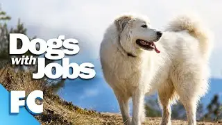 Dogs With Jobs | S5E11: Angel, Steam, Mike | Full Animal Documentary TV Show | FC