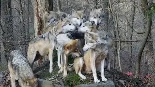 How Wolves Greet One Another