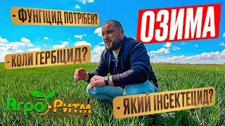 ПШЕНИЦЯ 2024: ЩО РОБИМО АБИ ОТРИМАТИ ВИСОКИЙ ВРОЖАЙ?