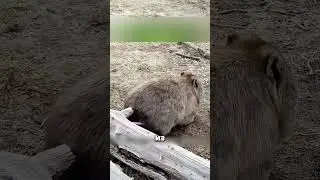 Вомбат - железный зад 😳