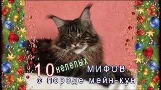 10 нелепых МИФОВ  о породе мейн-кун /  питомник мейн-кунов Лирикум