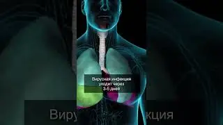 ПОЧЕМУ ОСТАЕТСЯ КАШЕЛЬ ПОСЛЕ ОРВИ?