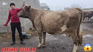 😱  Bunaqa Narxlar Juda Kam Bo'ladi Koʻrib Baho Bering 