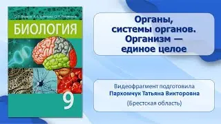 Клетки, ткани, органы и системы органов. Тема 3. Органы, системы органов. Организм — единое целое