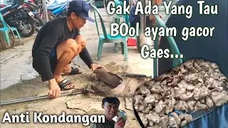 Buset!! BoOl ayam Gacor parah..