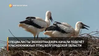 Специалисты Экоохотнадзора начали подсчёт краснокнижных птиц Белгородской области