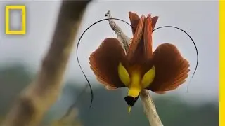 Tim Laman & Ed Scholes: Birds of Paradise | Nat Geo Live