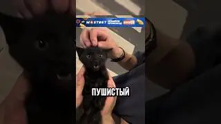 😧КОТЁНОК УДИВИЛ РЕБЯТ!