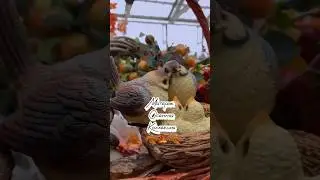 Стротельный гипермаркет Материк/ Осенний декор🍂🍁