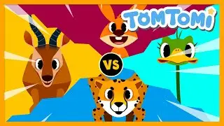 Zoom Zoom Animal Race |  Animal Songs | Who is the Fastest Animal? | TOMTOMI Songs for Kids