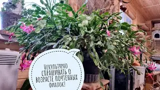 I'm showing the houseplants in the owl house. The main gardening specialist is the owl Luchik!