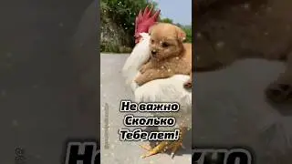 Улыбаемся и пляшем