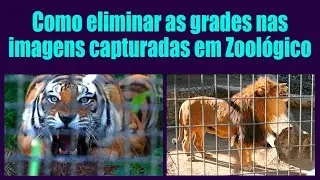 Como eliminar as grades nas imagens capturadas em Zoológico