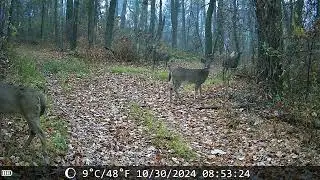 wild animals cought on camera