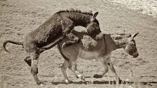 Super Murrah Donkey Male Meeting First Time Trying at My Village