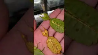 Leaf insects (Phyllium philippinicum)