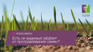 Агросоветы: есть ли видимый эффект от протравливания семян