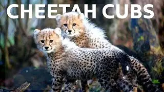 From Cubs to Killers: The Making of Predators | Deadly Game