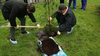 В Сочи высадили пицундские сосны