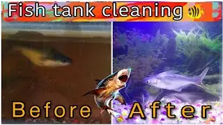 Fish tank cleaning...🐠💕 #fishing #fishingvideo #fishlife #sharks #trending #youtubeshorts #youtube