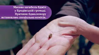 Масова загибель бджіл у Бродівській громаді. Причини бджоломору встановлює спеціальна комісія.