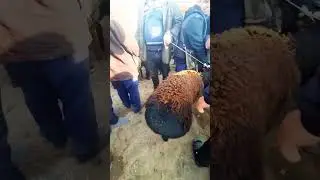 3 млн сум барака булди!