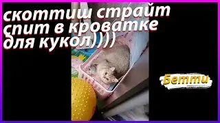 СКОТТИШ СТРАЙТ любит спать в детской кроватке, шотландская прямоухая кошка