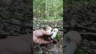 БЕЗУМНО НЕОБЫЧНЫЕ ПОДОСИНОВИКИ В МОЛОДОМ ЕЛЬНИЧКЕ