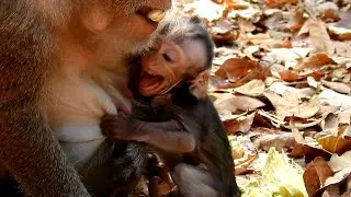 OMG! Baby is crying cos no milk, Mom doesn't care about time to give milk baby monkey