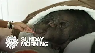 Pet lovers: Are you a pig person?
