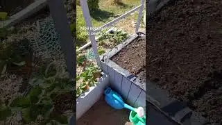 Мой не большой огородик. 
