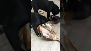 Смит, давай притопчи их чуть-чуть 😆