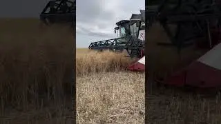 Убираем рапс! 