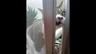 😺 Котозавры! 🐈 Смешное видео с котами и котятами для хорошего настроения! 😸