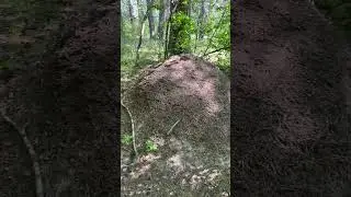 Вот так муравейник!