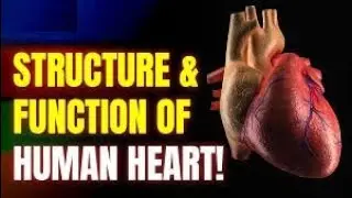 Class 10 Science: Human Heart Structure & Function | Blood Circulatory System - Working of Heart