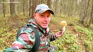 ГРИБНИК НЕ ОЖИДАЛ УВИДЕТЬ ЭТО! НОВЫЙ ГРИБНОЙ ЛЕС! БЛАГОРОДНЫЕ ГРИБЫ ПОДОСИНОВИКИ - БЕЛЫЕ ГРИБЫ 2021