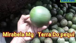 🇧🇷MIRABELA MG TERRA DO PEQUI