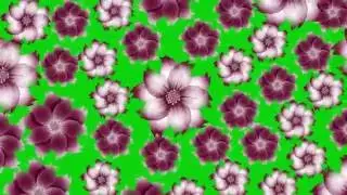 Flower background green screen HD - Video Background - Motion Graphic Animation