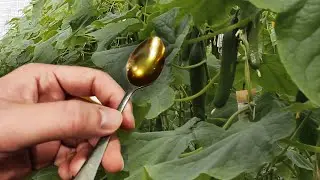 Огурцы на глазах завяжутся пучками! Просто полейте этим огурцы