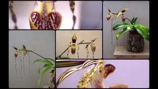 PAPHIOPEDILUM YANG -JI HAWK  -  описание и основы ухода