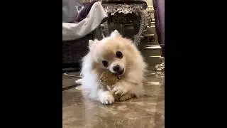 Милашка Боня.🥰🥰🥰  Pomeranian. Funny animals. Dear Bonya.  Померанский шпиц. Забавные животные.