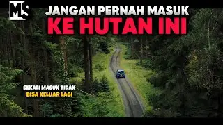 SEREM! HUTAN INI DIHUNI MAKHLUK-MAKHLUK MISTERIUS | #Mstory vol.229