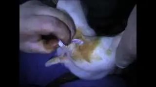 Castration (neutering) pig. Кастрация поросенка.